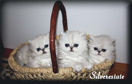 kitten